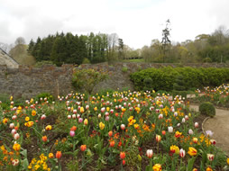 Tulips at Buckland Abbey
